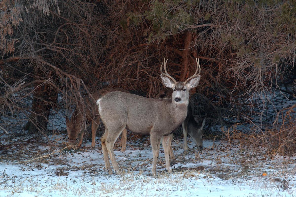 Geiser: Animals may be displaced during the fall