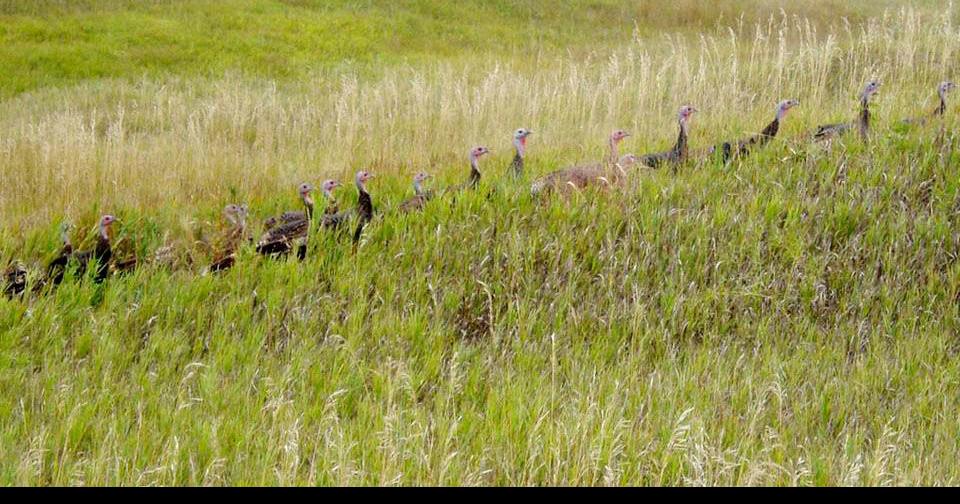 Fall turkey hunting season begins Sunday