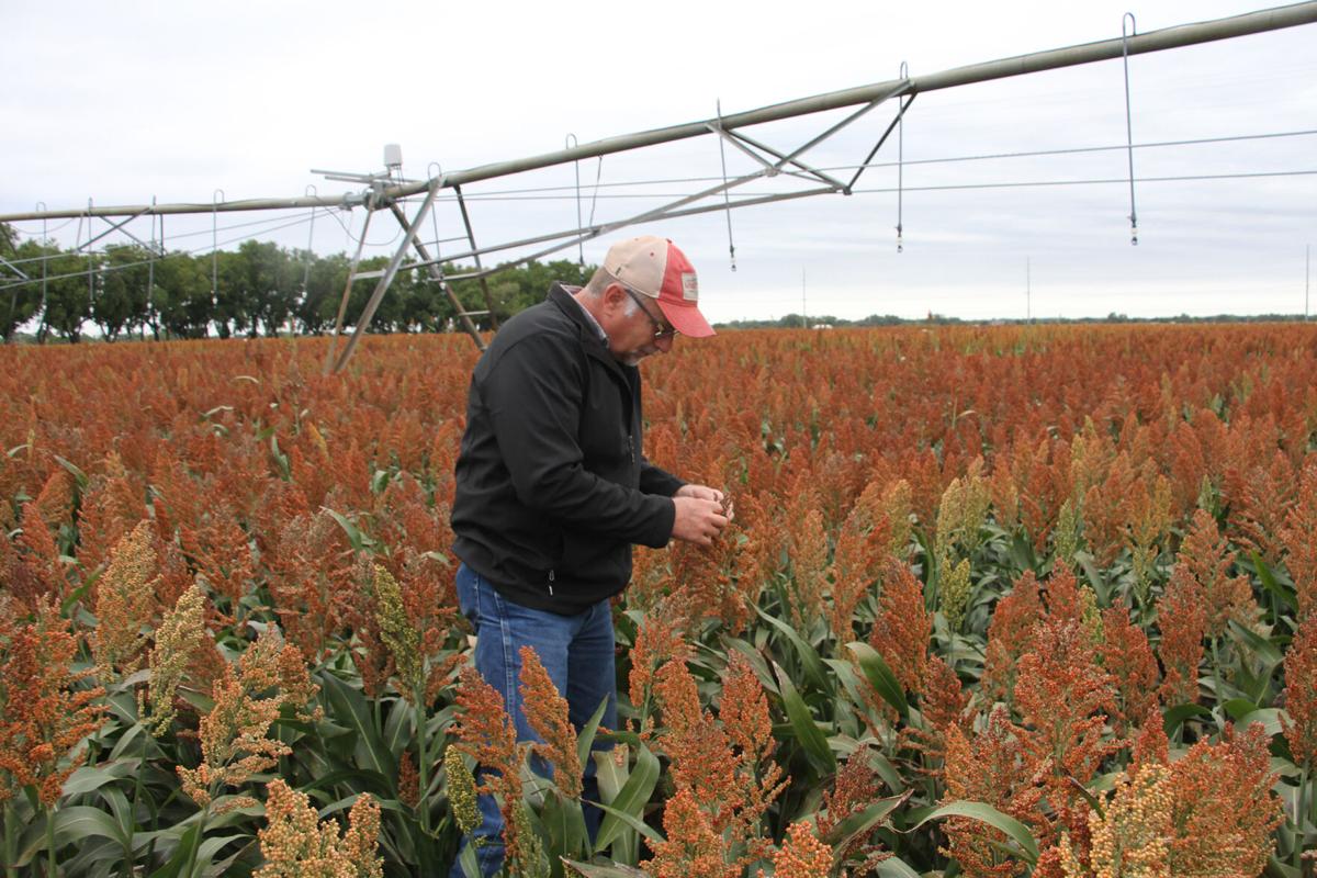 Is sorghum Nebraska’s next big alternative crop?