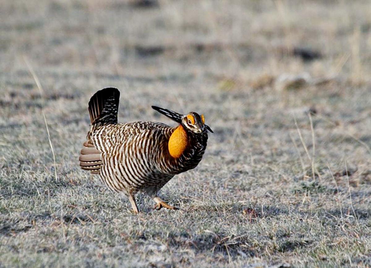 Prairie Chicken And Grouse Hunting In Nebraska Lifestyle