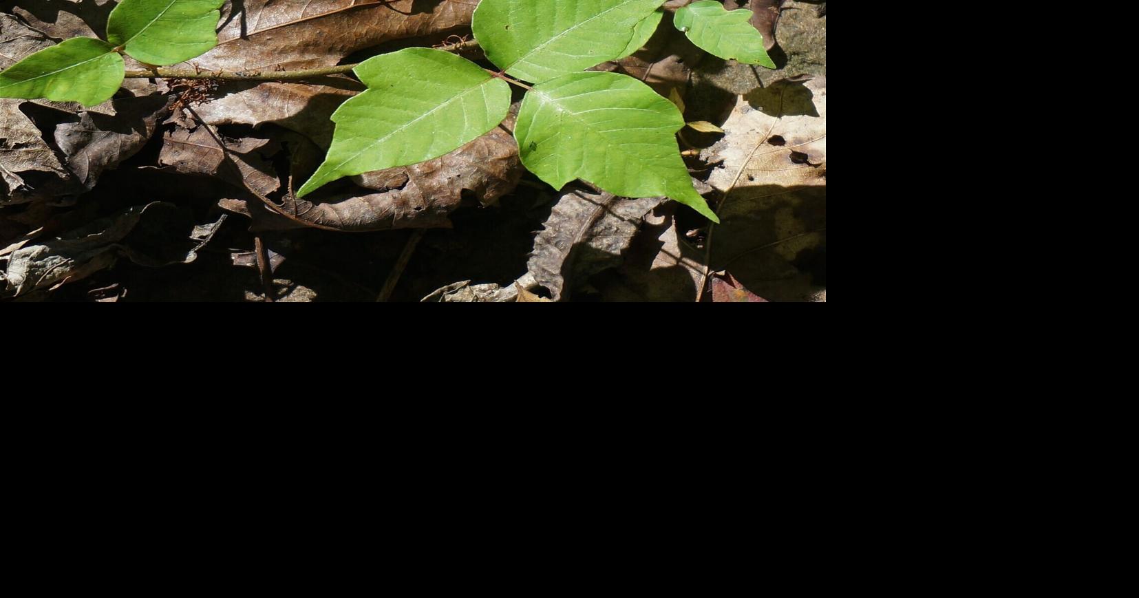 Rachel Anderson: How to identify poison ivy and avoid an itchy rash
