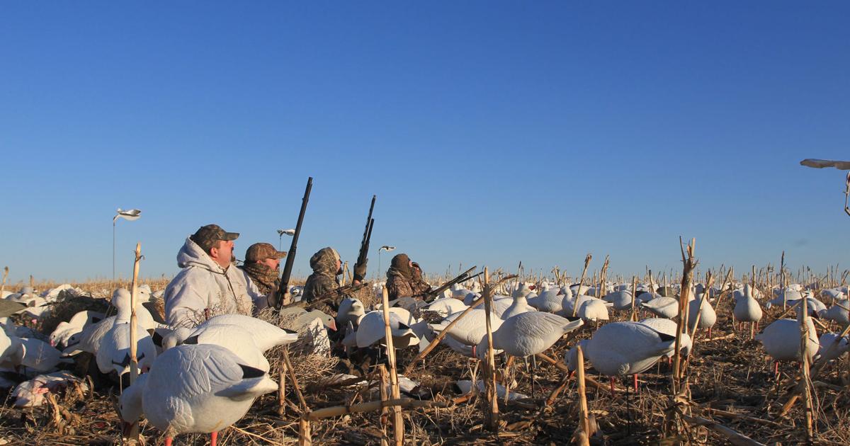 Fall Light Goose Light Goose Conservation Order starts Feb. 13