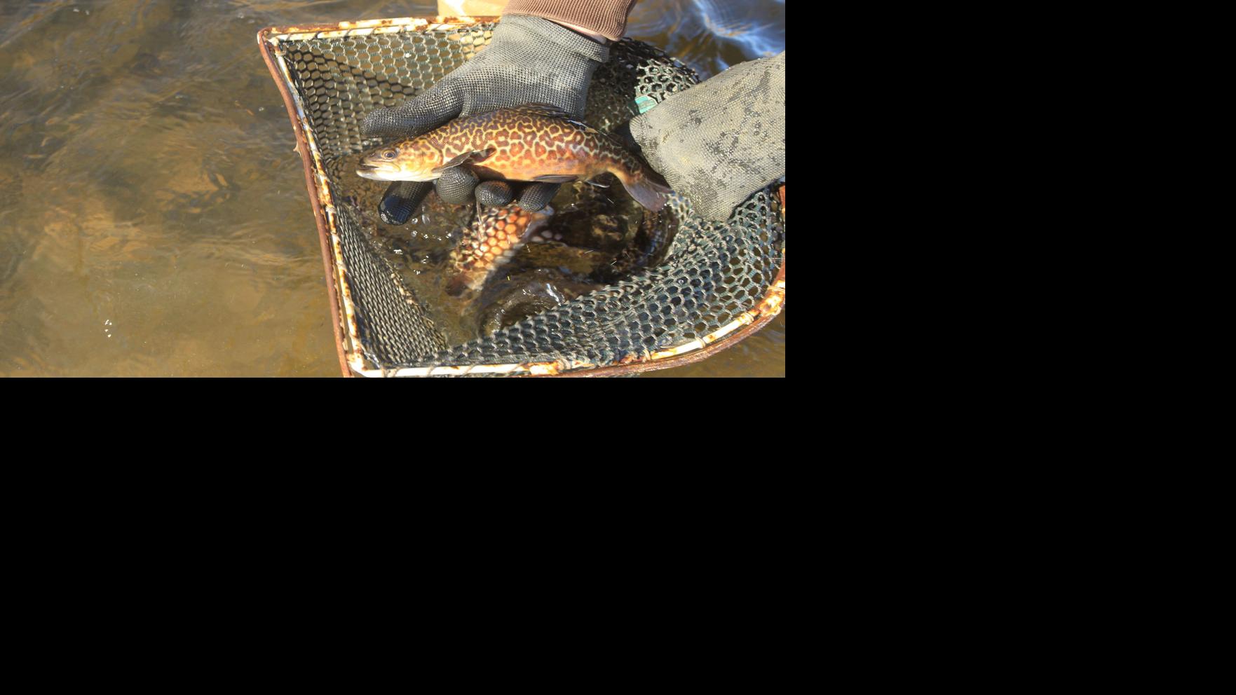 Time For Rainbow And Tiger Trout Fishing Outdoor Sports Nptelegraph Com