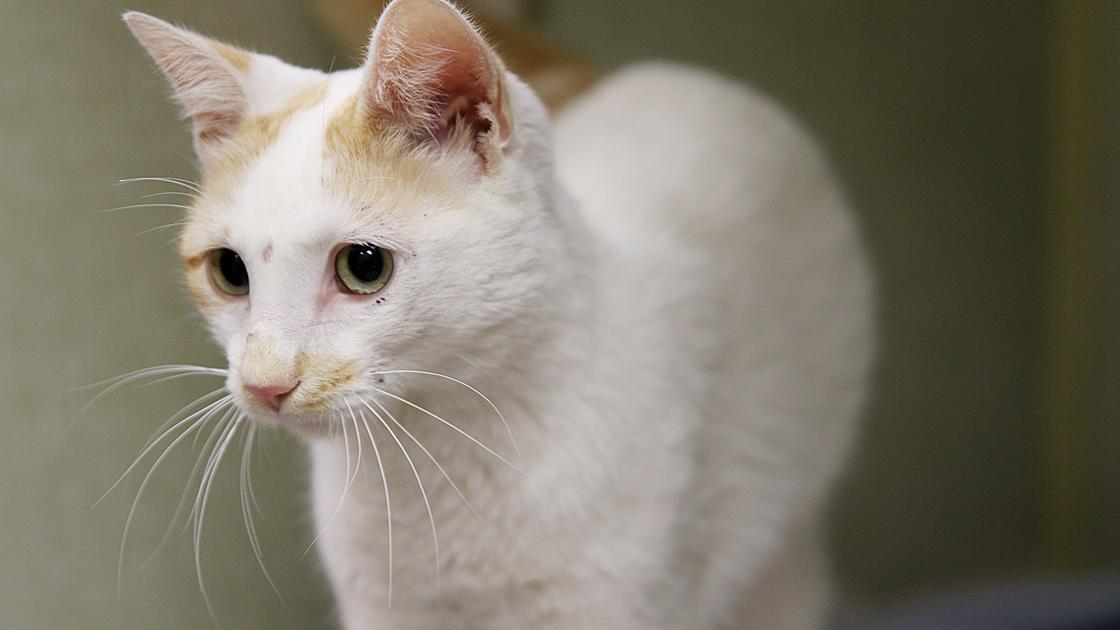 Updated Cat Seeks Home After Being Shot Receiving Grim Diagnosis Local News Nptelegraph Com