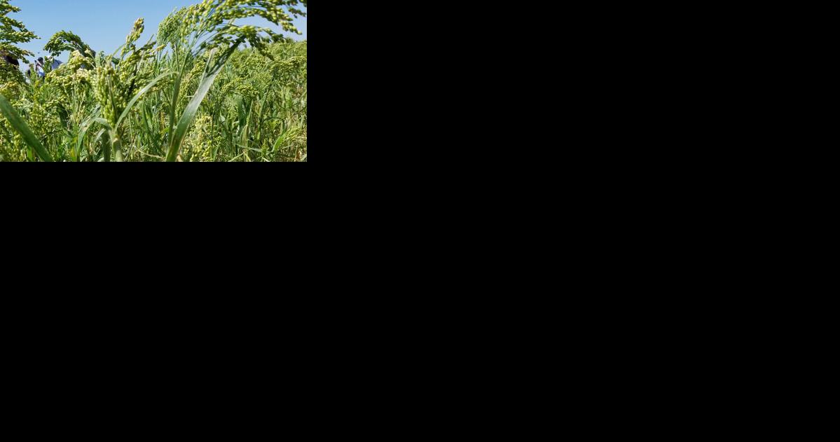 Gering to host International Millet Conference next Tues.-Thurs. - Vimarsana News