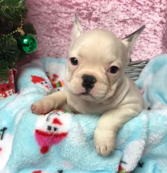 3 stolen French bulldog puppies returned to Omaha pet