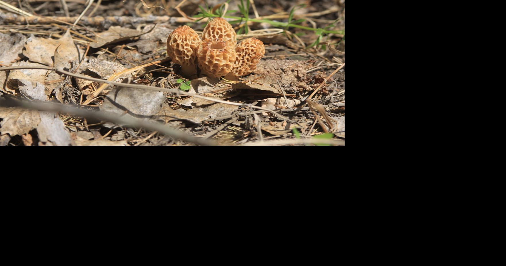Julie Geiser Warmer weather brings morel mushrooms