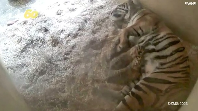 Cub update: Watch our Amur tiger cubs' adorable first moments