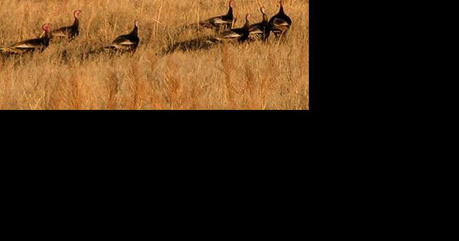 Rick Windham: Fall turkey season is a week away - Vimarsana News