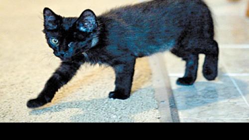 Dumpster Cat Loving Life With His New Family State News
