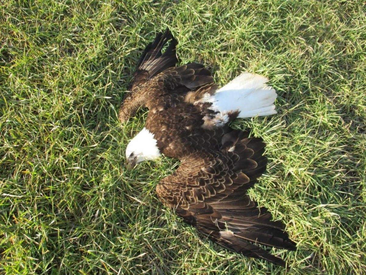 Thirteen bald eagles were found dead in a field. This is what killed them.