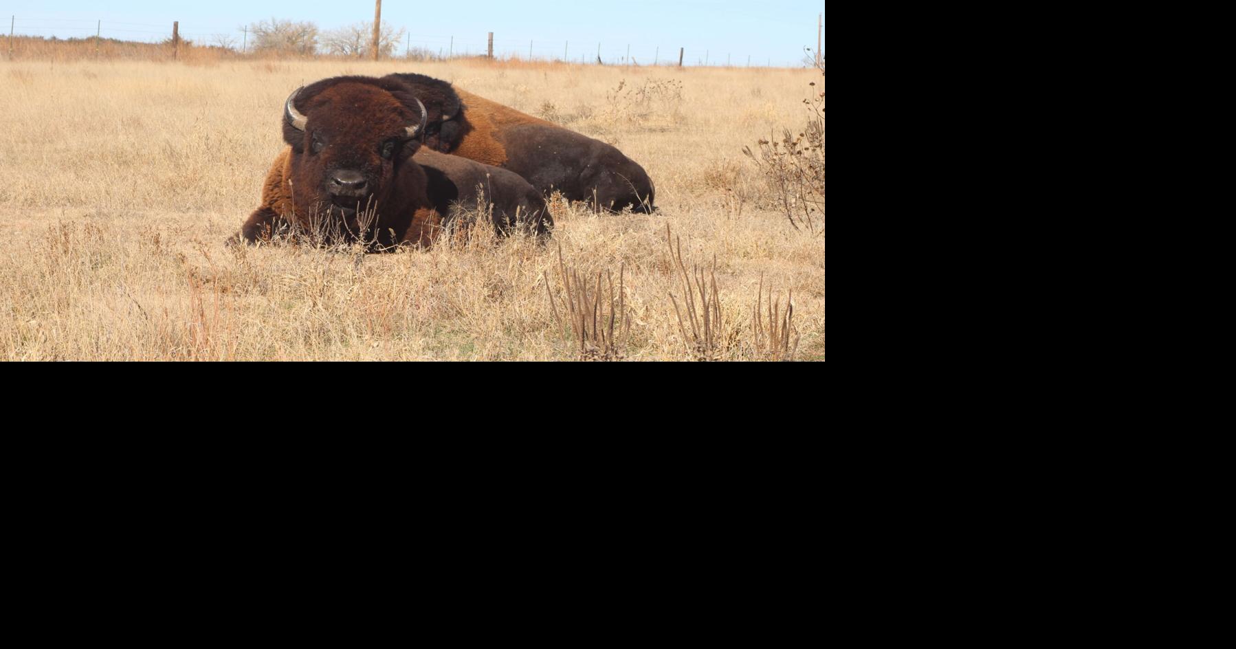Bison project reveals nature's way to McCook rancher