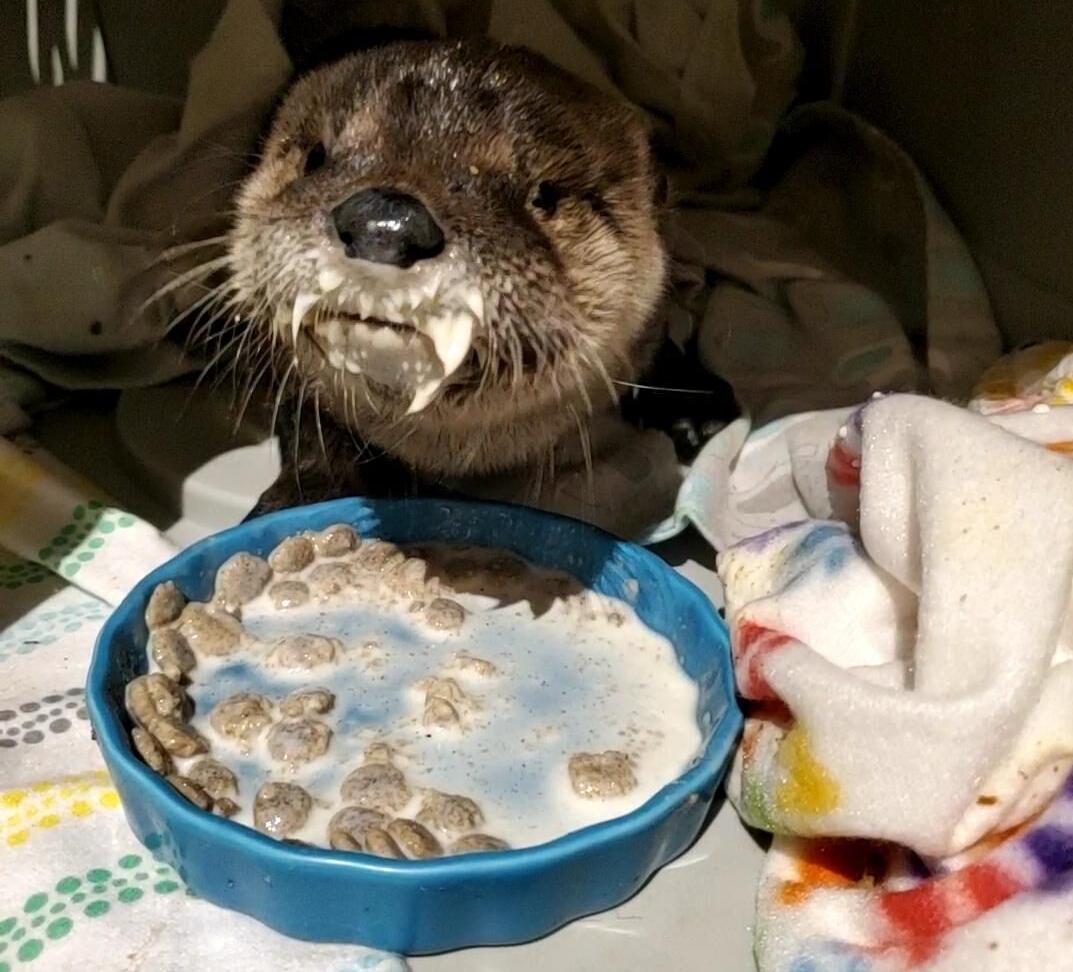 otterbaby2.jpg