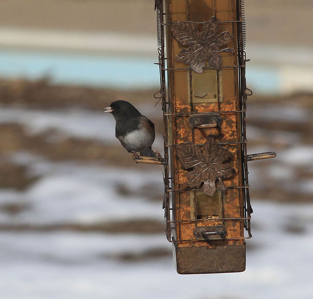 Feeding birds in your backyard