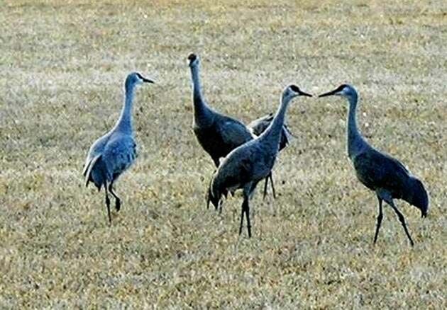 Sandhill cranes return in huge numbers to Arizona for the winter