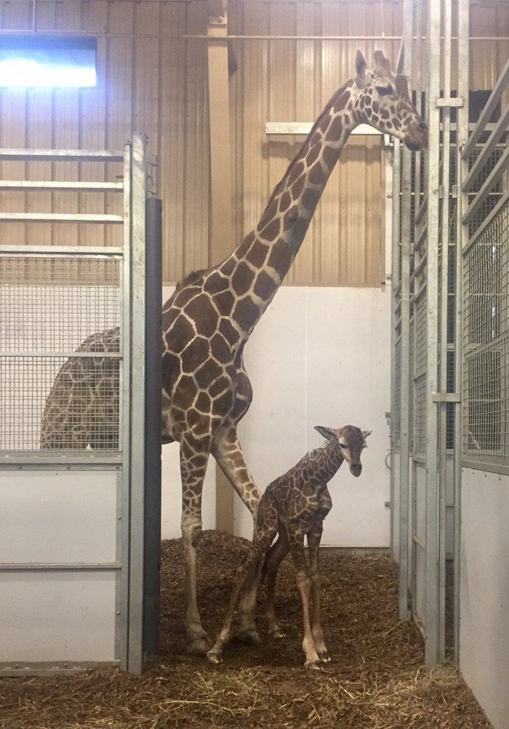 Omaha Zoo’s Newest Giraffe Gets His Name | State And Regional News ...