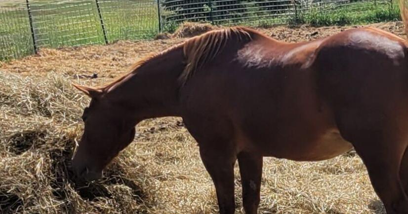 Head of Nebraska rescue is hurt, so others care for horses - Vimarsana News