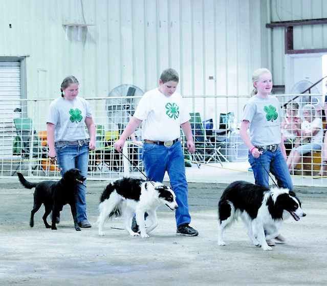 4 H Dog Show Highlights The Bond Between Pet And Owner