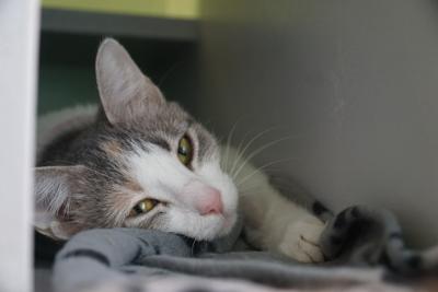 Purrfect Place Local News Nptelegraph Com