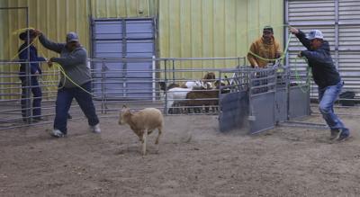 Local Goat Roping Events Lincoln County Ag Society hosts Casino Night & Goat Roping