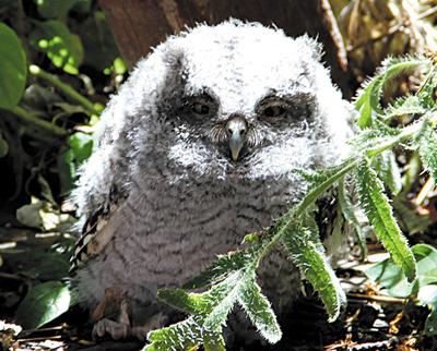 Baby Owl Makes A Home In Backyard News Nptelegraph Com