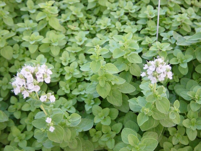 Jacobson Marjoram and oregano offer warm, sweet spice in dishes