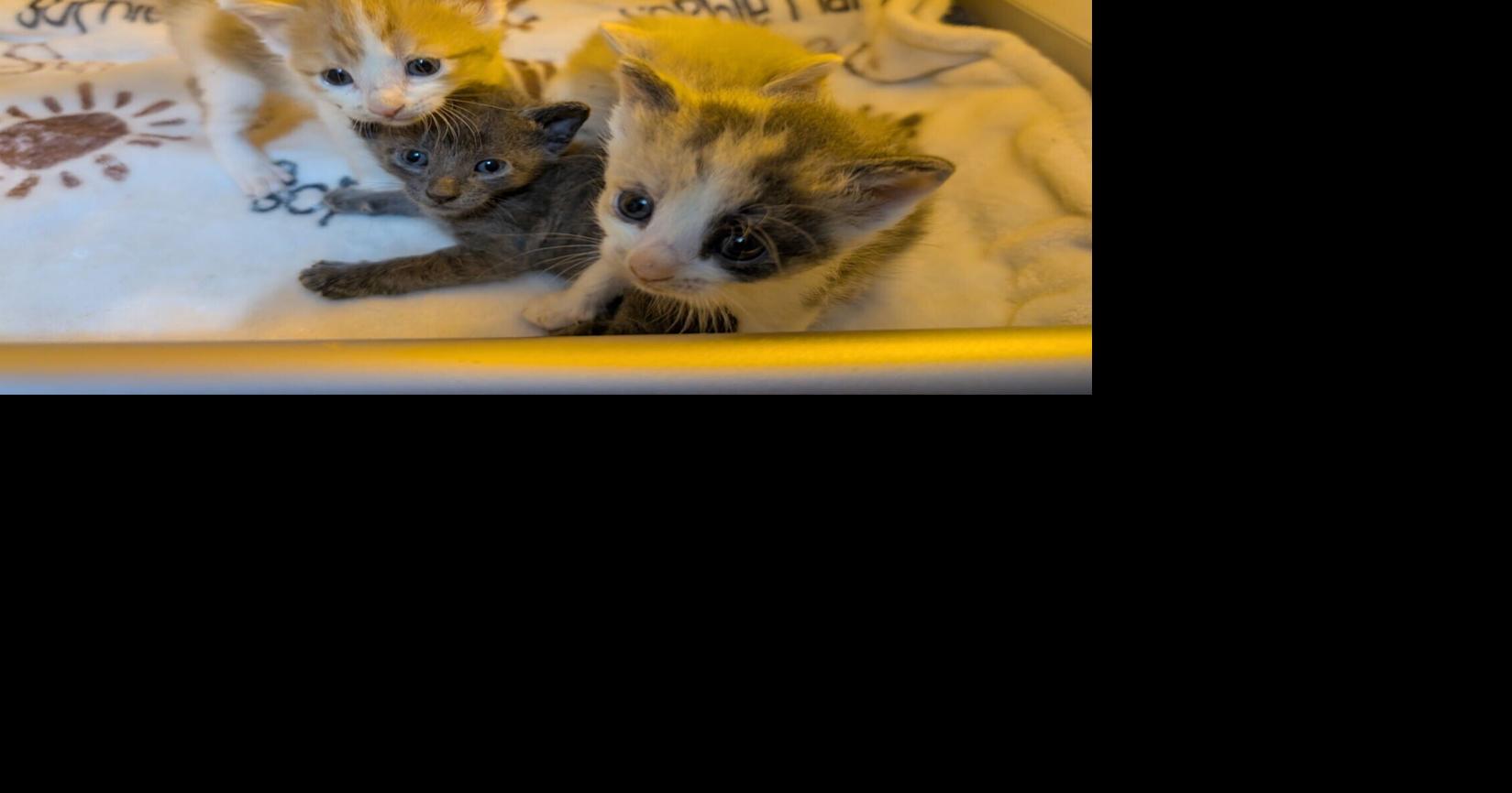 Omaha rescue group in urgent need of foster homes for kittens