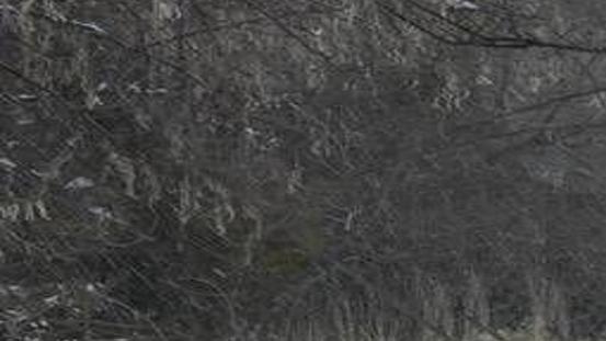 How Do You Hunt Turkeys In This Bad Weather Lifestyle