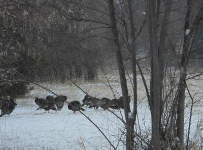 How Do You Hunt Turkeys In This Bad Weather Lifestyle