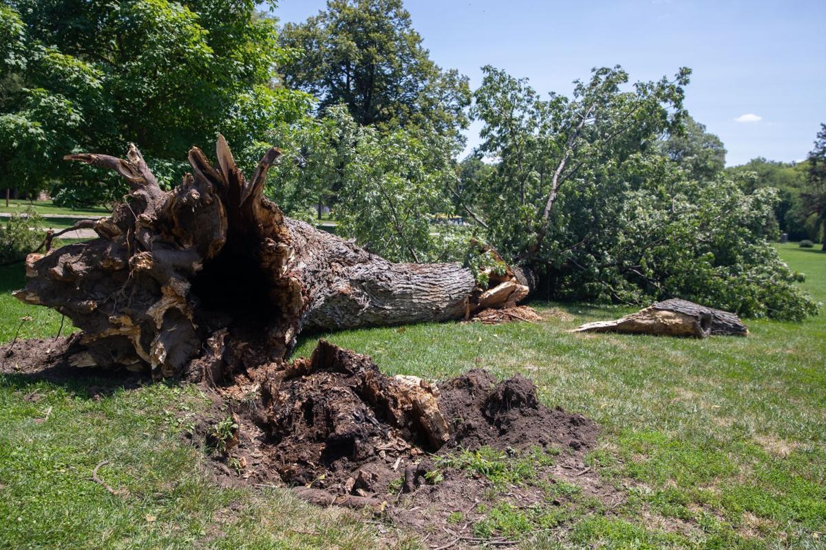 Giant 82 Year Old Oak Tree In Omaha Falls During Storm Home Garden Nptelegraph Com