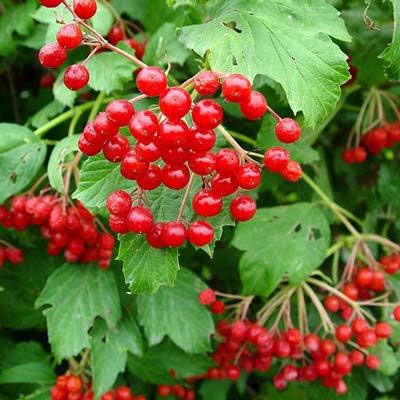 Winter Berries In Your Backyard Wonderland Lifestyle