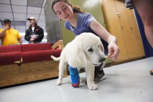 This pup was born with a bad limb. So a vet teamed with high schoolers to build him a new one.