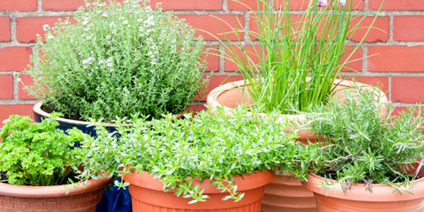 Jacobson: How to harvest and store your herbs