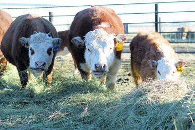 Big Demand For Small Breed Local News Nptelegraph Com