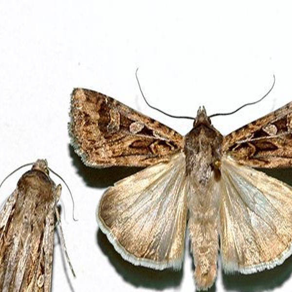 Types Of Moths In California