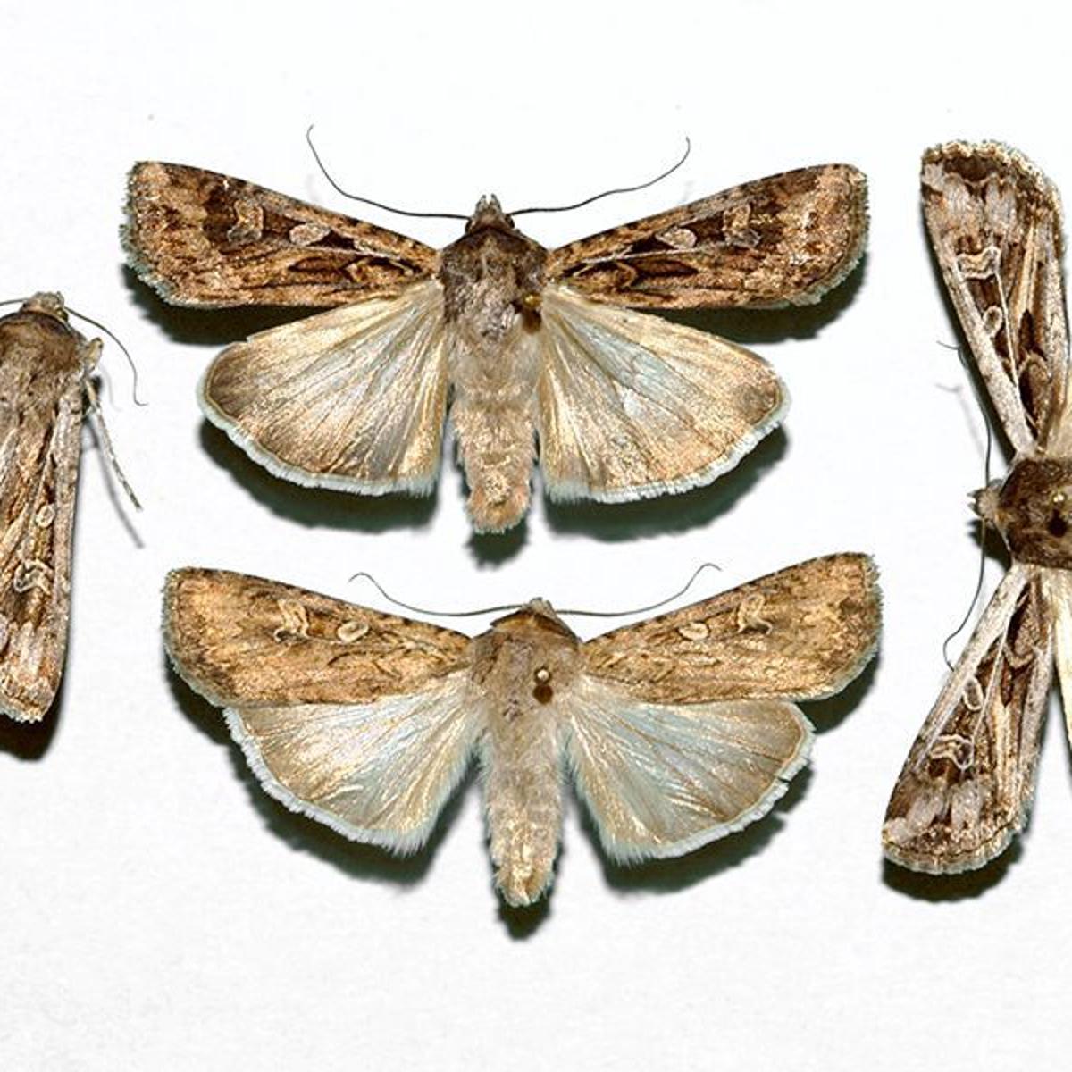 Cutworms Miller Moths To Be Staples Of 2020 News Nptelegraph Com