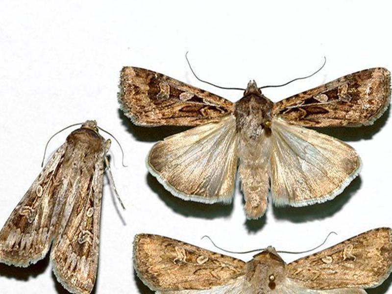 Cutworms Miller Moths To Be Staples Of 2020 Latest Headlines Nptelegraph Com