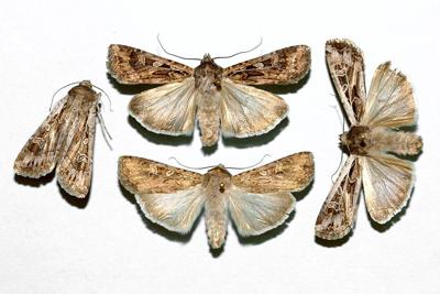 Cutworms Miller Moths To Be Staples Of 2020 News Nptelegraph Com