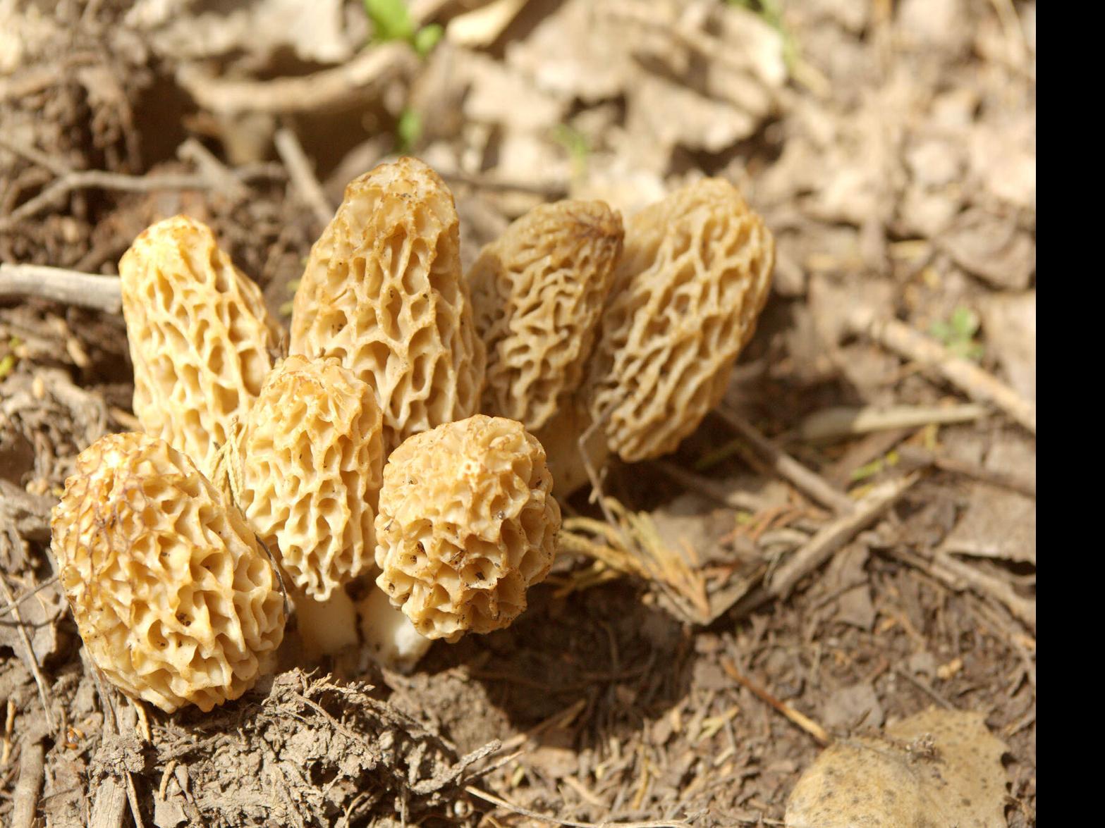 Geiser Many Will Search For Morel Mushrooms Outdoor Sports Nptelegraph Com