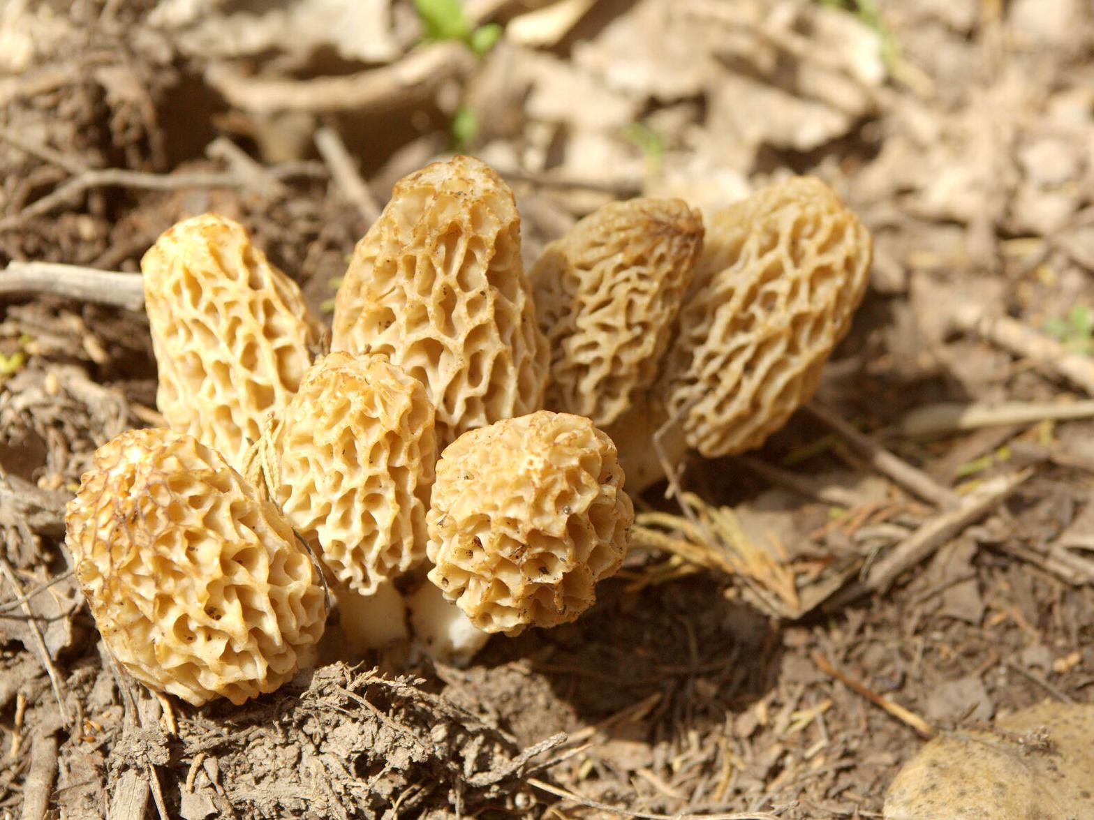 Geiser Many Will Search For Morel Mushrooms Outdoor Sports Nptelegraph Com Geiser Many Will Search For Morel Mushrooms Outdoor Sports Nptelegraph Com