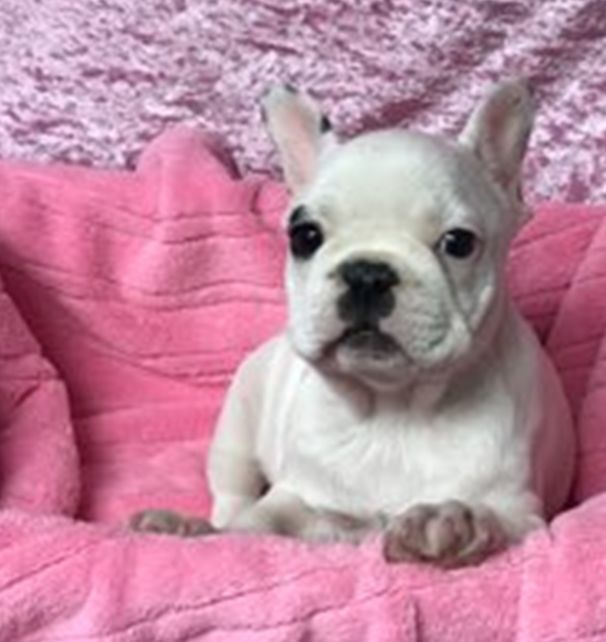 3 stolen French bulldog puppies returned to Omaha pet