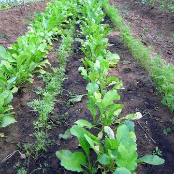 Julie Jacobson: Preparing your garden for when the weather heats up - Vimarsana News
