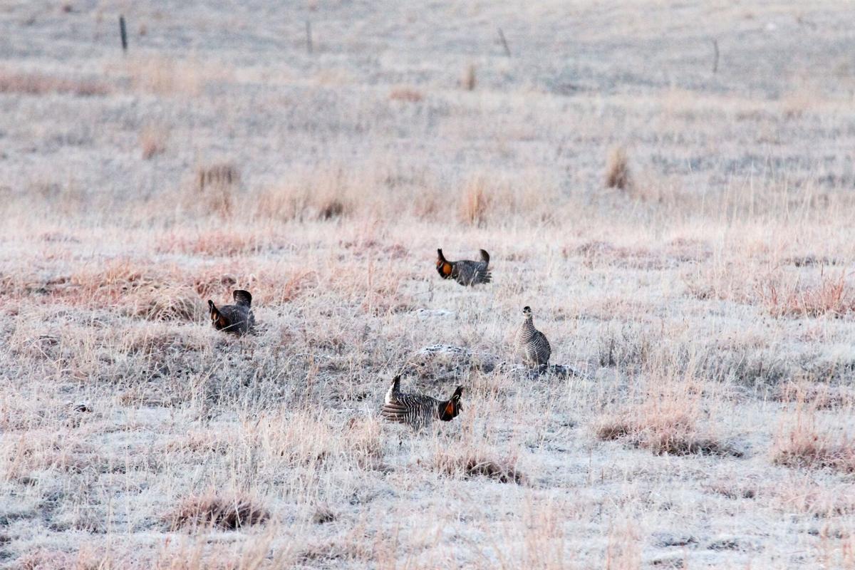 After year away, travel writers return to North Platte to watch sandhill cranes, prairie chickens