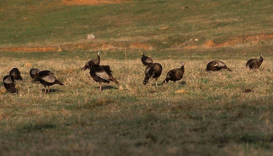 time for hunters to learn how to talk turkey local columns time for hunters to learn how to talk turkey