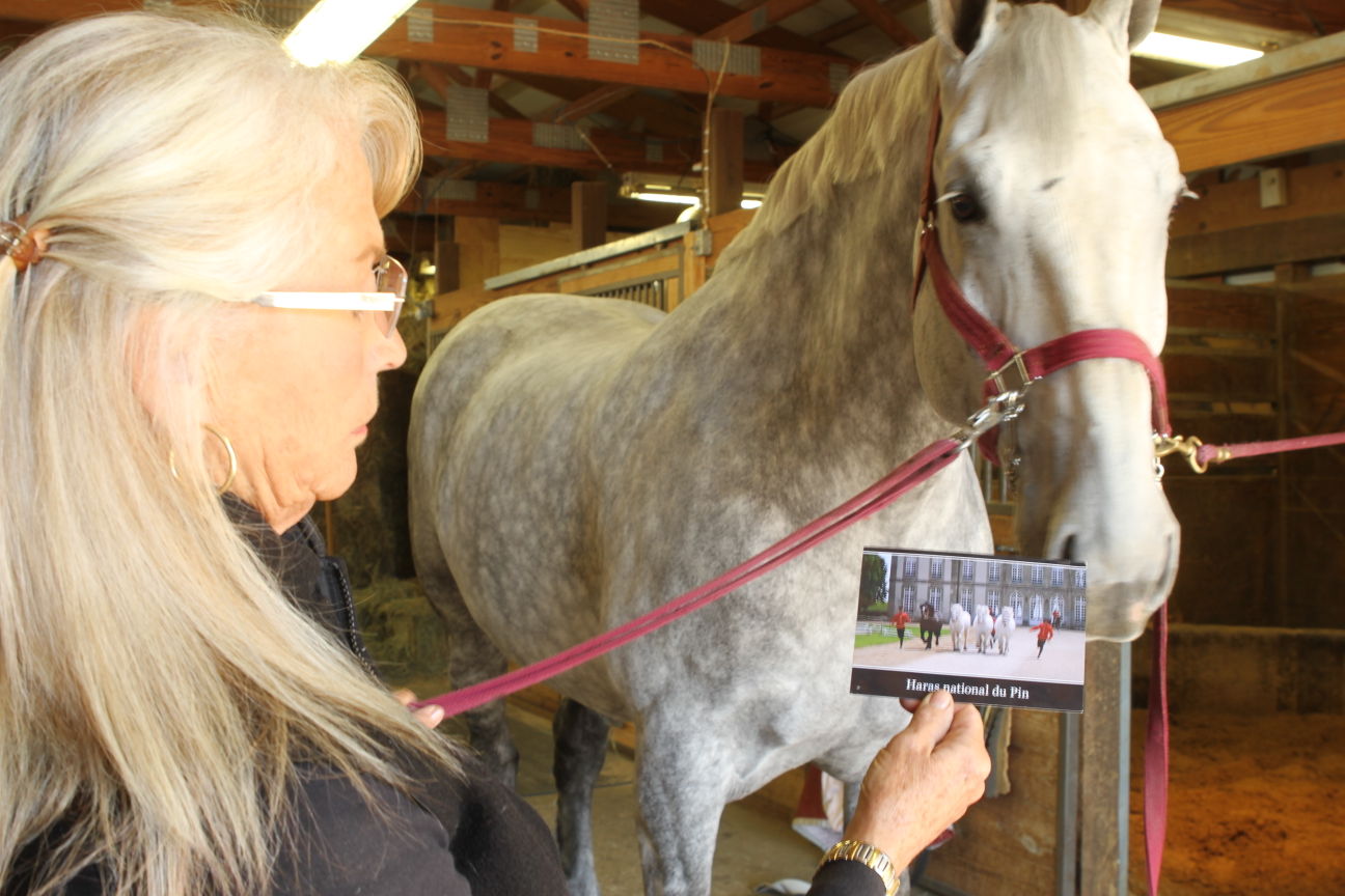 Neb. breeder travels to Percheron birthplace Draft horses have