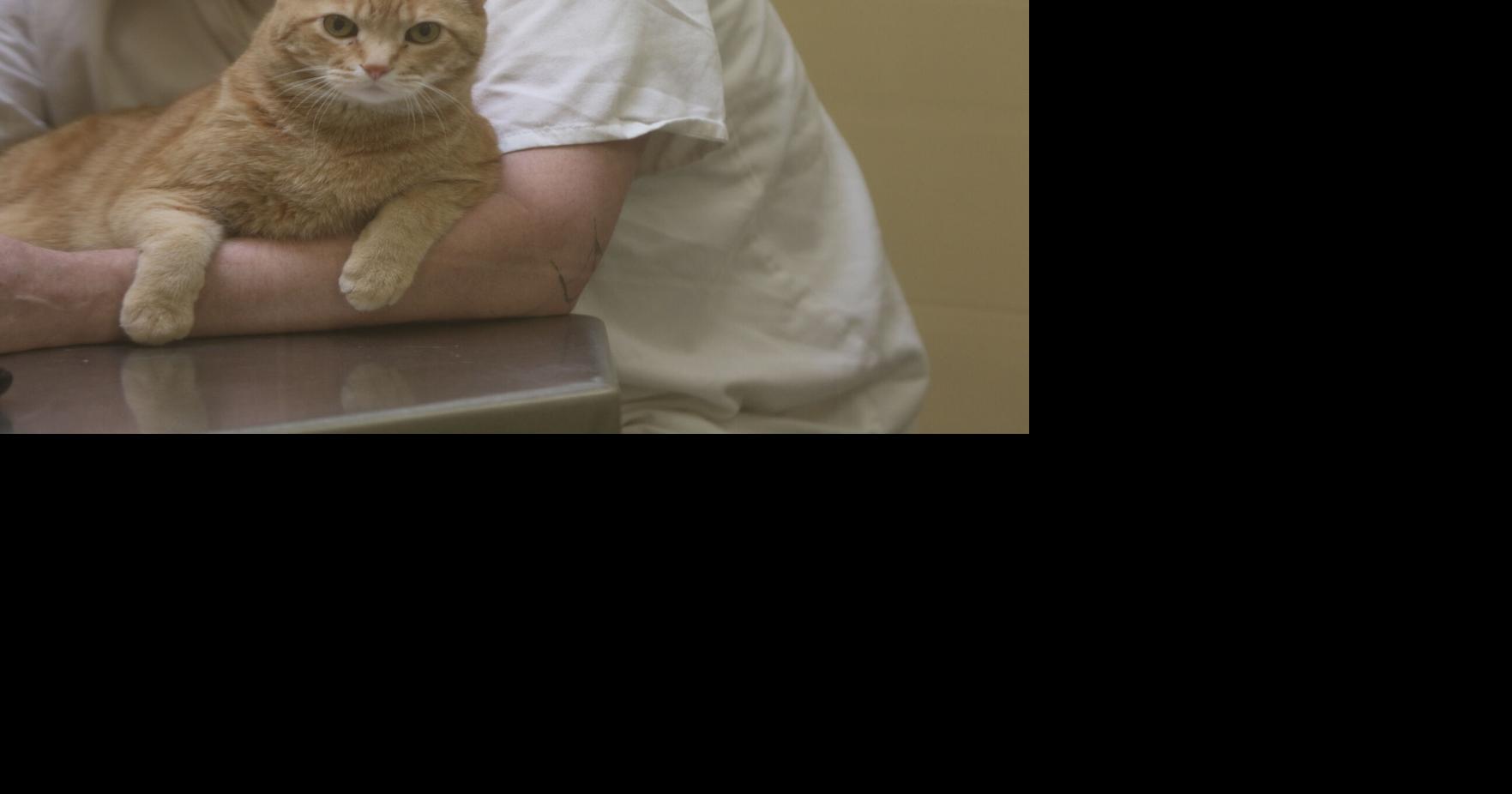 Creature comforts Cats, inmates take care of each other at Lincoln County Detention Center