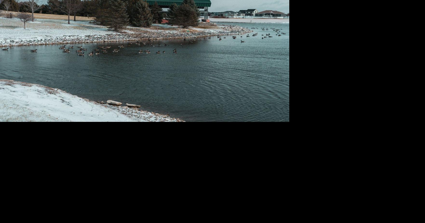 Twelve of 16 ducks at Ravenna Lake found shot to death