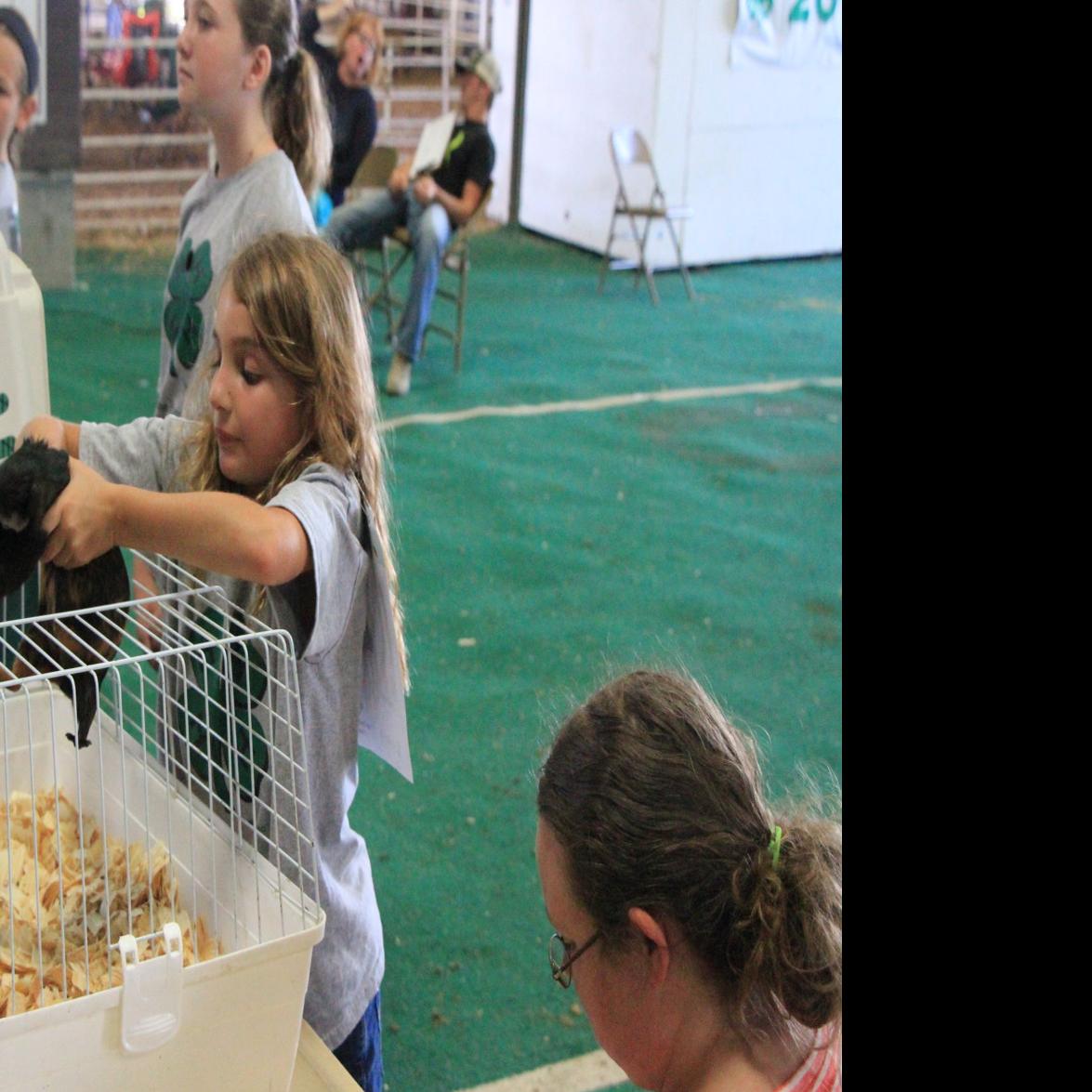 Cats And Hedgehogs And Guinea Pigs Oh My Local News