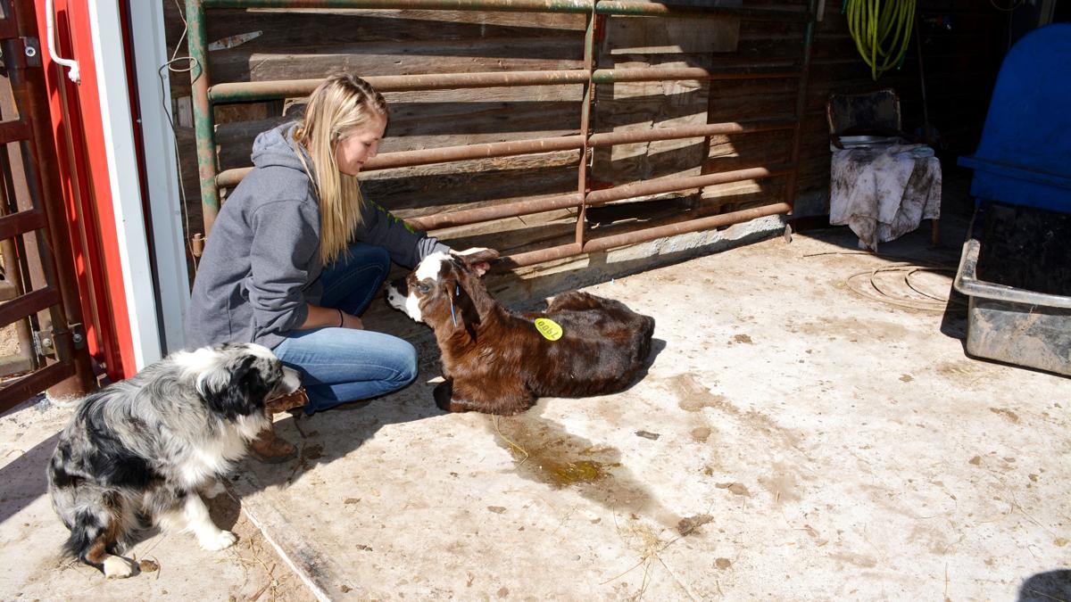 Calving runs in this family: Malines ‘really lucky’ with mild weather