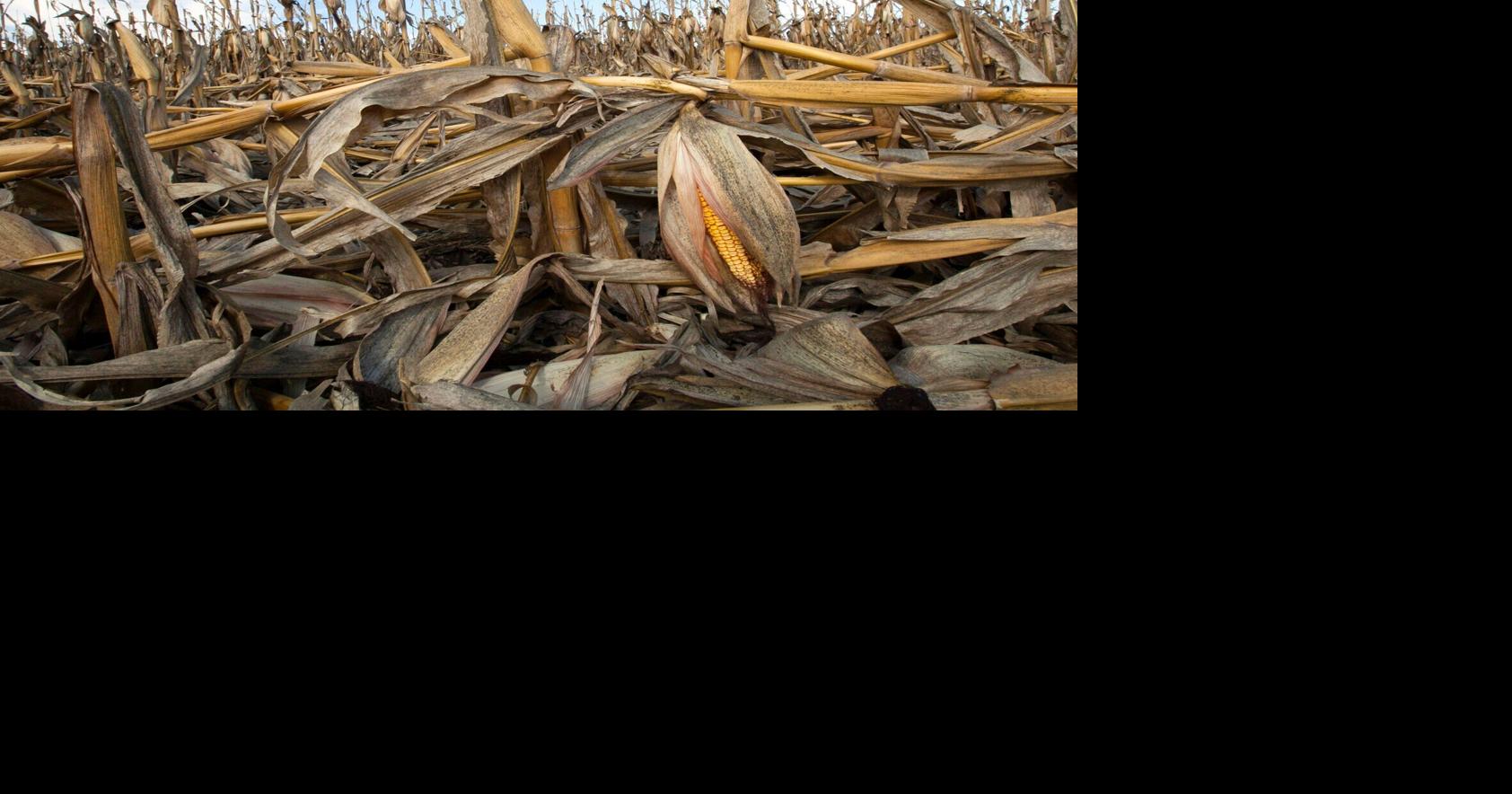 Updated Bt trait table available to corn farmers